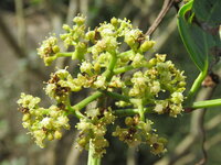 Klimmende Indiase kastanje (Tetrastigma leucostaphylum)