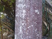 Lichtrode meranti (Rubroshorea leprosula)