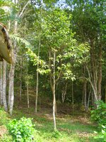 Lichtrode meranti (Rubroshorea leprosula)