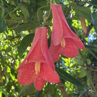 Chileense trompetbloem (Lapageria rosea)
