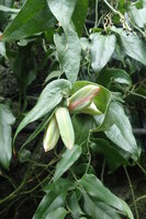 Chileense trompetbloem (Lapageria rosea)