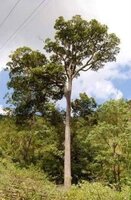 Zure mango (Mangifera rufocoscata)