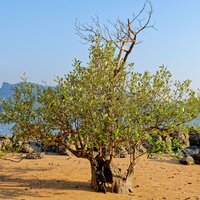Witte mangrove (Avicennia alba)
