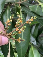 Witte mangrove (Avicennia alba)