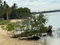 Witte mangrove (Avicennia alba)