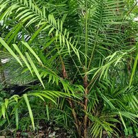 Drakenbloed-rotan (Calamus draco)