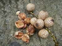 Drakenbloed-rotan (Calamus draco)