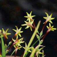 Groene freesia (Freesia viridis ssp. viridis)