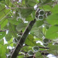 Benzo&euml;boom (Styrax benzoin)