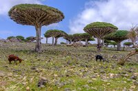 Socotra drakenbloedboom (Dracaena cinnabari)