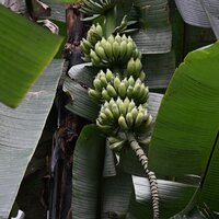 Cheesman banaan (Musa cheesmanii)