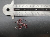 Schoonmoedersstoel (Echinocactus grusonii)