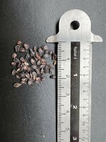 Citroeneucalyptus (Corymbia citriodora)