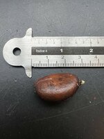 Zwarte zapote (Diospyros digyna)