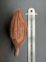 Bertam-palm (Eugeissona tristis)