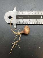 Pedalai (Artocarpus sericicarpus)