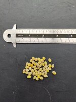 Chileense trompetbloem (Lapageria rosea)