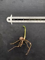 Celebespalm (Pinanga celebica)