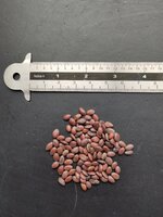 Judasboom (Cercis siliquastrum)