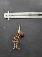 Drakenbloed-rotan (Calamus draco)