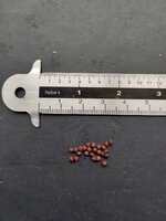 Groene freesia (Freesia viridis ssp. viridis)