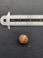 Benzo&euml;boom (Styrax benzoin)