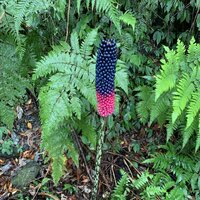 Kyushu aronskelk (Amorphophallus kiusianus)