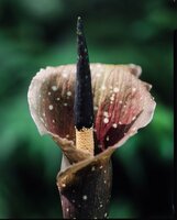 Kyushu aronskelk (Amorphophallus kiusianus)