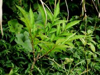 Kyushu aronskelk (Amorphophallus kiusianus)