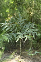 Kyushu aronskelk (Amorphophallus kiusianus)
