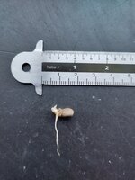 Kyushu aronskelk (Amorphophallus kiusianus)