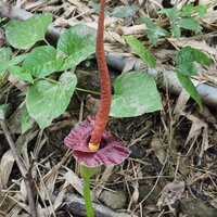 Henry's aronskelk (Amorphophallus henryi)