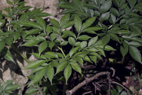 Henry's aronskelk (Amorphophallus henryi)
