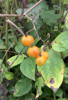 Gal&aacute;pagos-tomaat (Solanum cheesmaniae)
