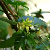 Baviaankomkommer (Kedrostis africana)