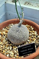 Baviaankomkommer (Kedrostis africana)