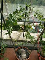 Baviaankomkommer (Kedrostis africana)