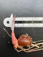 Salak (Salacca zalacca)