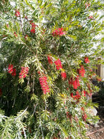 Rode lampenpoetser (Callistemon phoeniceus)