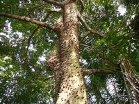 Kapokboom (Ceiba pentandra)