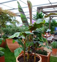 Roodgestreepte Darjeeling banaan (Musa sikkimensis 'Red Flash')