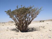 Wierookboom (Boswellia sacra)