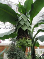 Sneeuwbanaan (Ensete glaucum)
