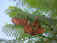 Blauwe jacaranda (Jacaranda mimosifolia)