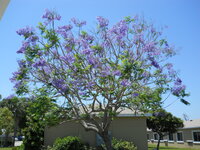Blauwe jacaranda (Jacaranda mimosifolia)