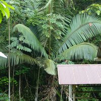 Patawa (Oenocarpus bataua)
