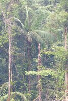 Patawa (Oenocarpus bataua)