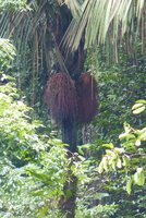 Patawa (Oenocarpus bataua)