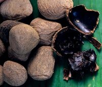 Voetbalvrucht (Pangium edule)