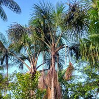 Morichepalm (Mauritia flexuosa)